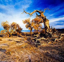《燕云十六声》多种游戏玩法曝光 浪漫景点鹊仙桥