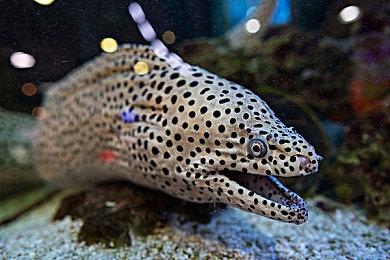 《女神异闻录5战略版》全新战斗实机预告 11月17日发售